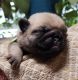 Pug Puppies for sale in Gore, OK 74435, USA. price: NA