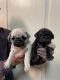 Pug Puppies for sale in Snyder, TX 79549, USA. price: NA