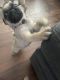 Pug Puppies for sale in Concord, CA 94518, USA. price: NA