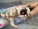 Pug Puppies for sale in Grove City, OH 43123, USA. price: $1,000