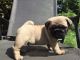 Pug Puppies for sale in Minnesota City, MN 55959, USA. price: $550