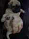 Pug Puppies for sale in Henderson, NV, USA. price: $500