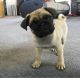 Pug Puppies for sale in Minnesota City, MN 55959, USA. price: $550