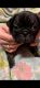 Pug Puppies for sale in Thomaston, CT, USA. price: NA