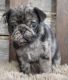 Pug Puppies for sale in Illinois Medical District, Chicago, IL, USA. price: $780