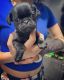 Pug Puppies for sale in Los Angeles, CA, USA. price: $800