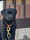 Pug Puppies for sale in Spencer, WI 54479, USA. price: NA