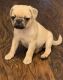 Pug Puppies for sale in Charlotte, NC 28216, USA. price: NA
