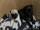 Pug Puppies for sale in Wilmington, DE, USA. price: NA