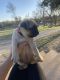 Pug Puppies for sale in Kerrville, TX 78028, USA. price: $400
