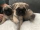 Pug Puppies for sale in Concord, CA 94518, USA. price: $400