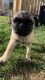 Pug Puppies for sale in Arlington, VA 22206, USA. price: $1,500