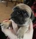 Pug Puppies for sale in Solano County, CA, USA. price: NA