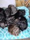 Pug Puppies for sale in Minnesota City, MN 55959, USA. price: NA