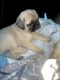 Pug Puppies for sale in Irvine, CA, USA. price: $640