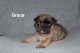 Pug Puppies for sale in Windsor, CT, USA. price: $1,500