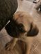 Pug Puppies for sale in Glendale, AZ 85306, USA. price: NA