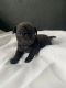 Pug Puppies for sale in Westbury, NY, USA. price: NA