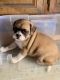 Pug Puppies for sale in Corona, CA, USA. price: NA
