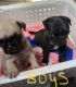 Pug Puppies for sale in New Albany, MS 38652, USA. price: NA