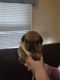 Pug Puppies for sale in Sumner, IL, USA. price: NA
