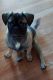 Pug Puppies for sale in Hemet, CA, USA. price: NA