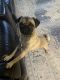 Pug Puppies for sale in San Antonio, TX 78202, USA. price: $700
