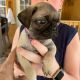Pug Puppies for sale in South Bay, CA, USA. price: NA