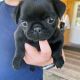 Pug Puppies for sale in South Bay, CA, USA. price: NA