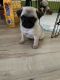 Pug Puppies for sale in Wyoming, MI, USA. price: $800