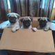 Pug Puppies for sale in Ulster Park, NY 12487, USA. price: NA