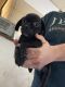 Pug Puppies for sale in Campbellsville, KY 42718, USA. price: $200