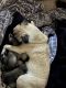Pug Puppies for sale in Thousand Oaks, CA, USA. price: $700
