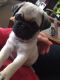 Pug Puppies for sale in Los Angeles, CA 90022, USA. price: $800