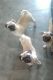 Pug Puppies for sale in San Antonio, TX, USA. price: $500