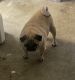 Pug Puppies for sale in Moreno Valley, CA, USA. price: NA