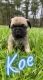 Pug Puppies for sale in Franklin, NC 28734, USA. price: $1,000