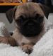 Pug Puppies for sale in Virginia, IL 62691, USA. price: NA