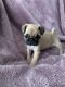 Pug Puppies for sale in Westbury, NY, USA. price: $1,400