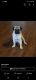 Pug Puppies for sale in Nauvoo, AL 35578, USA. price: $1,500