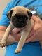 Pug Puppies for sale in Maricopa, AZ 85138, USA. price: $500