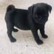 Pug Puppies for sale in San Antonio, TX, USA. price: $400