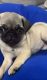 Pug Puppies for sale in San Antonio, TX, USA. price: $400