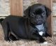 Pug Puppies for sale in Asheville, NC 28801, USA. price: NA