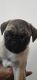 Pug Puppies for sale in Stuart, FL, USA. price: NA