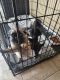 Pug Puppies for sale in Desert Hot Springs, CA 92240, USA. price: NA
