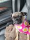Pug Puppies for sale in Riverside, TX, USA. price: $750