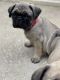 Pug Puppies for sale in Ocala, FL, USA. price: $1,100