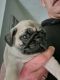 Pug Puppies for sale in Portland, OR 97220, USA. price: $800