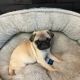 Pug Puppies for sale in Las Vegas, NV, USA. price: $1,900